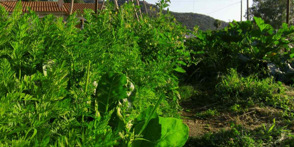 acelgas-zanahorias-convivencia-beneficio-mutuo