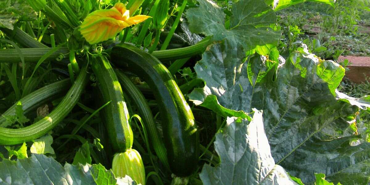 cucurbitaceas-calabacin