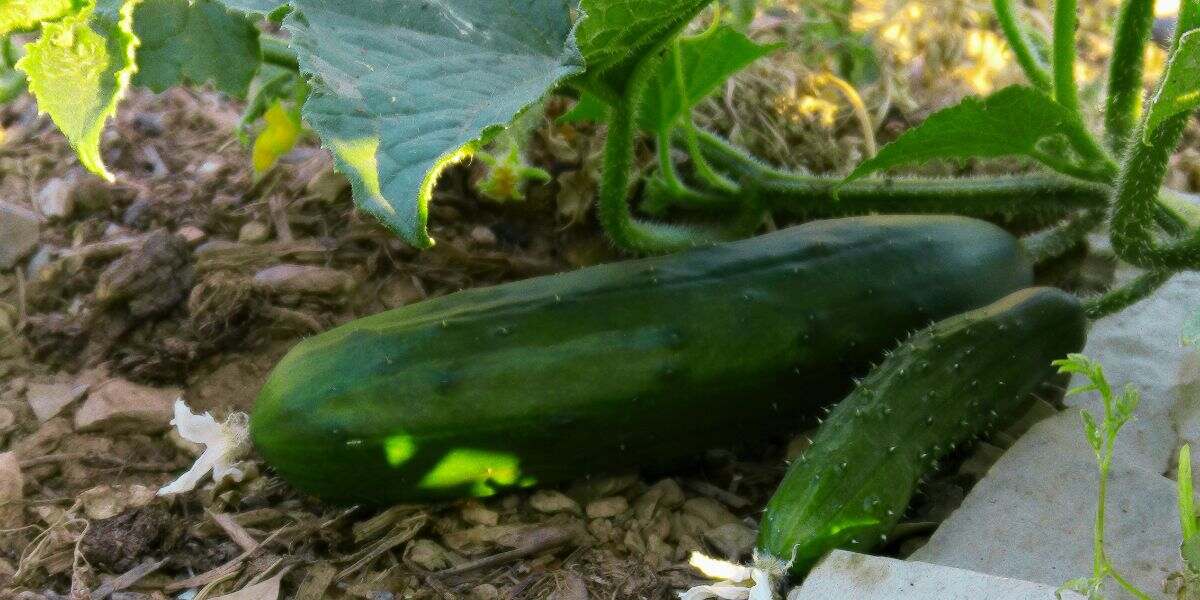 cucurbitaceas-pepino