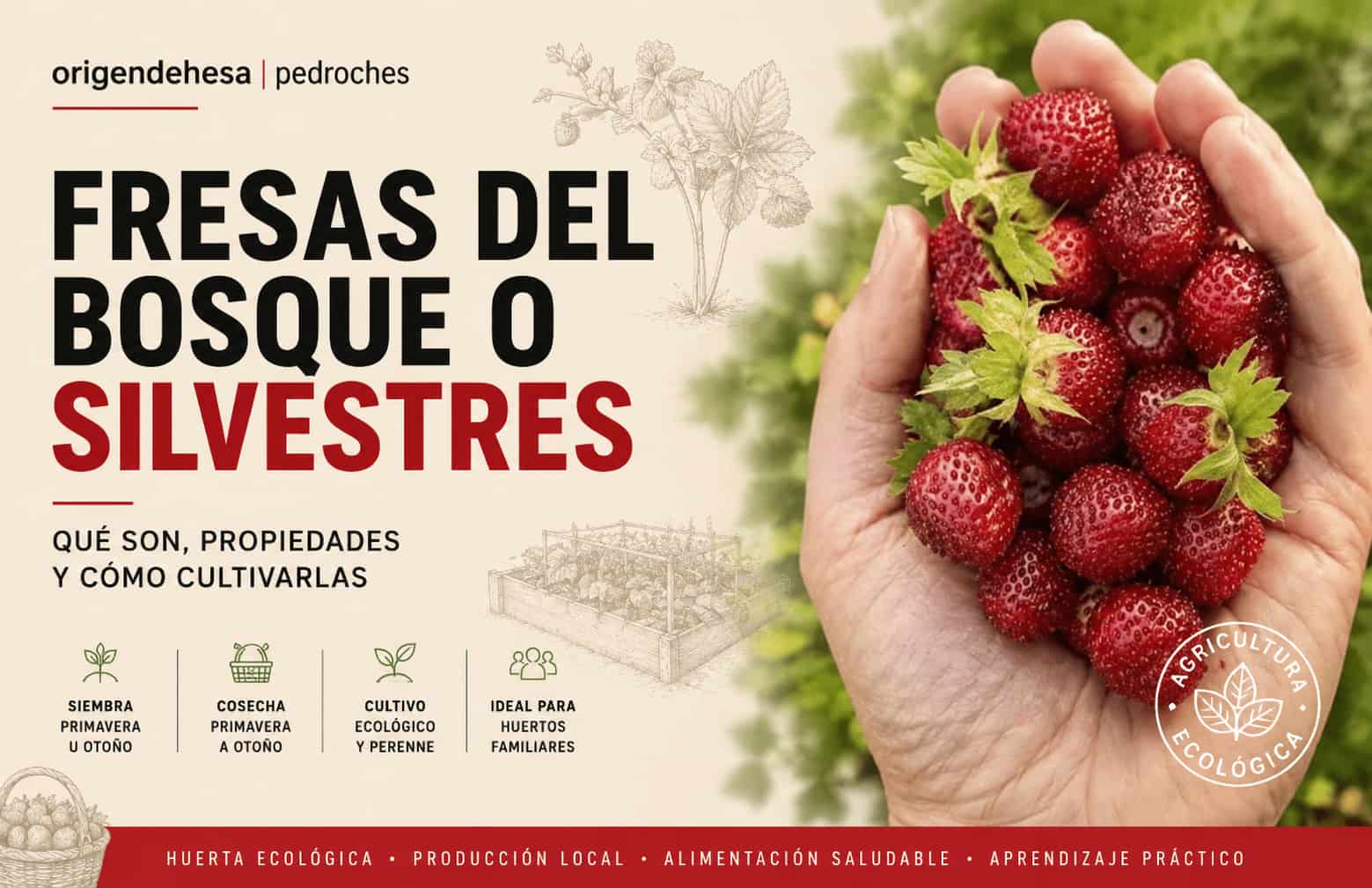 frutillas-o-fresas-del-bosque-guia-completa