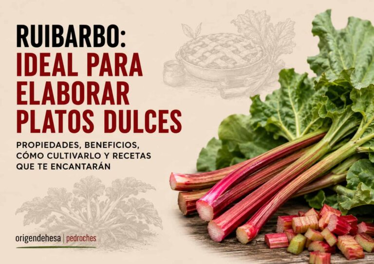 ruibarbo-beneficios-cultivo-y-recetas